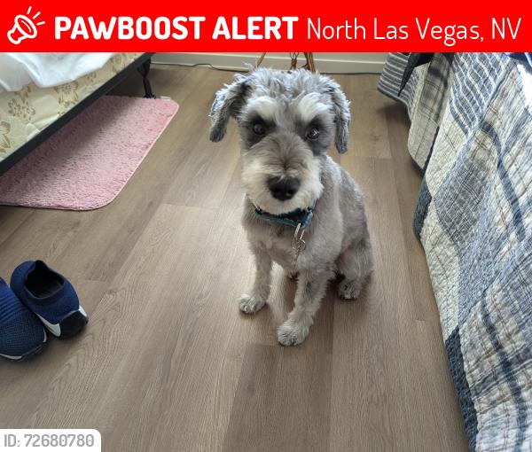 Lost Male Dog last seen Alliante area, North Las Vegas, NV 89084