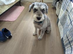 Lost Male Dog last seen Alliante area, North Las Vegas, NV 89084