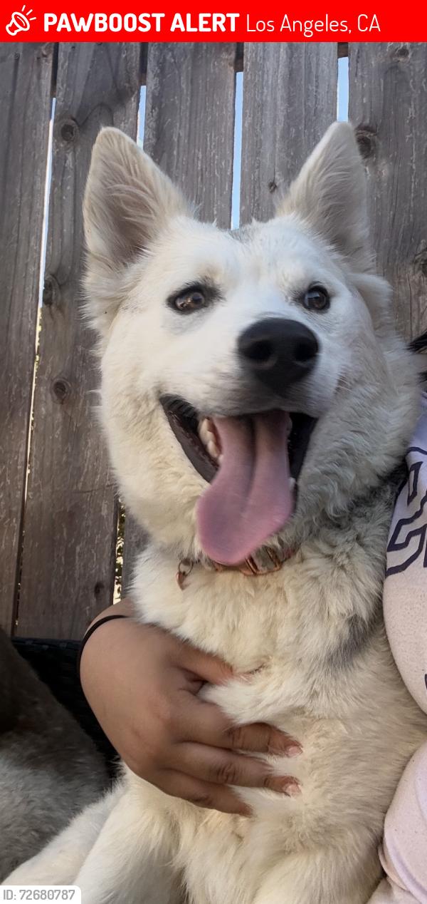 Lost Female Dog last seen Near seldner street, Los Angeles, CA 90032