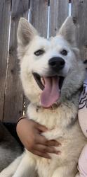 Lost Female Dog last seen Near seldner street, Los Angeles, CA 90032