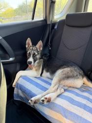 Found/Stray Male Dog last seen Near Orchard Ct, Sugar Land, TX 77479