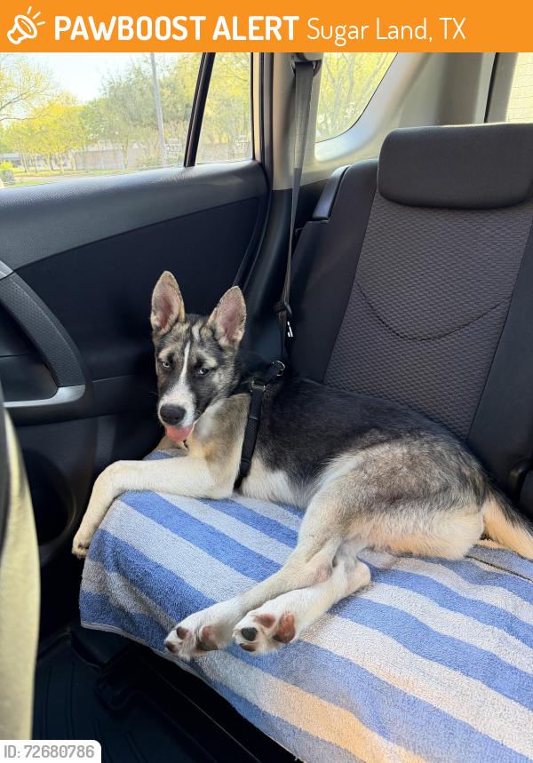 Found/Stray Male Dog last seen Near Orchard Ct, Sugar Land, TX 77479