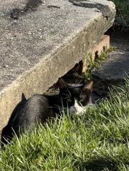 Found/Stray Unknown Cat last seen Old Towne West apmts , Alexandria, VA 22314