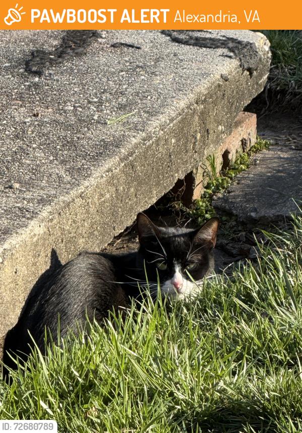 Found/Stray Unknown Cat last seen Old Towne West apmts , Alexandria, VA 22314