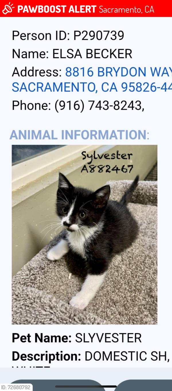 Lost Male Cat last seen Near Brydon way, Sacramento, CA 95826