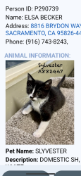 Lost Male Cat last seen Near Brydon way, Sacramento, CA 95826