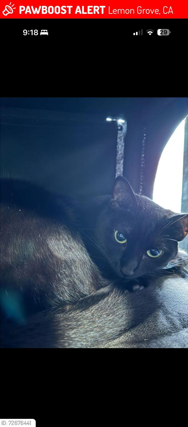 Lost Female Cat last seen Palm Street and Lincoln Street by the Early Childhood Education Center, Lemon Grove, CA 91945