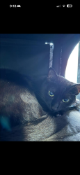 Lost Female Cat last seen Palm Street and Lincoln Street by the Early Childhood Education Center, Lemon Grove, CA 91945