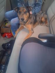 Found/Stray Male Dog last seen Near and 38th, Catlettsburg, KY 41129