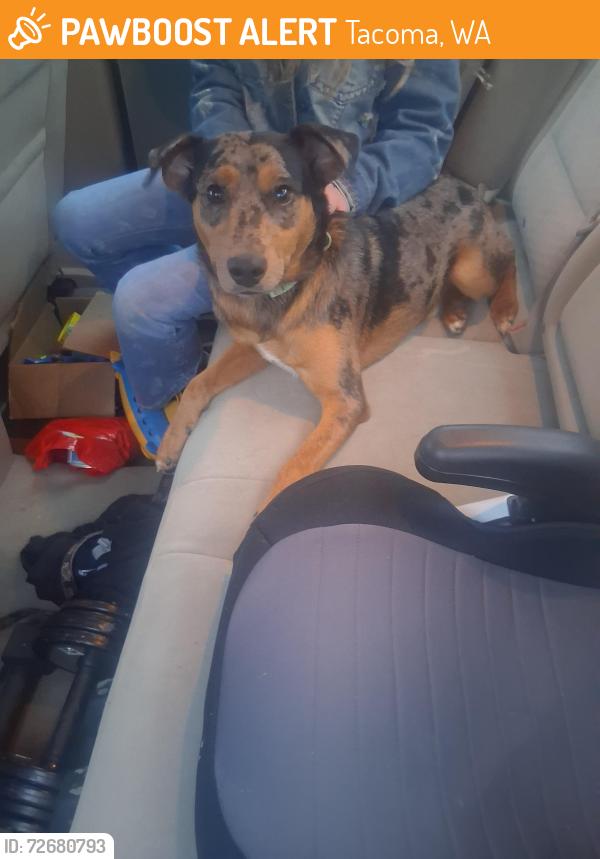 Found/Stray Male Dog last seen Near and 38th, Catlettsburg, KY 41129