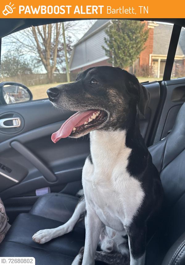 Found/Stray Male Dog last seen Brook trail, Bartlett, TN 38135