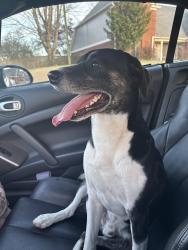 Found/Stray Male Dog last seen Brook trail, Bartlett, TN 38135