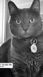 Lost Female Cat last seen Near E Orchid Ln '.  Cross streets Ray Rd at Tatum and Orchid , Gilbert, AZ 85296