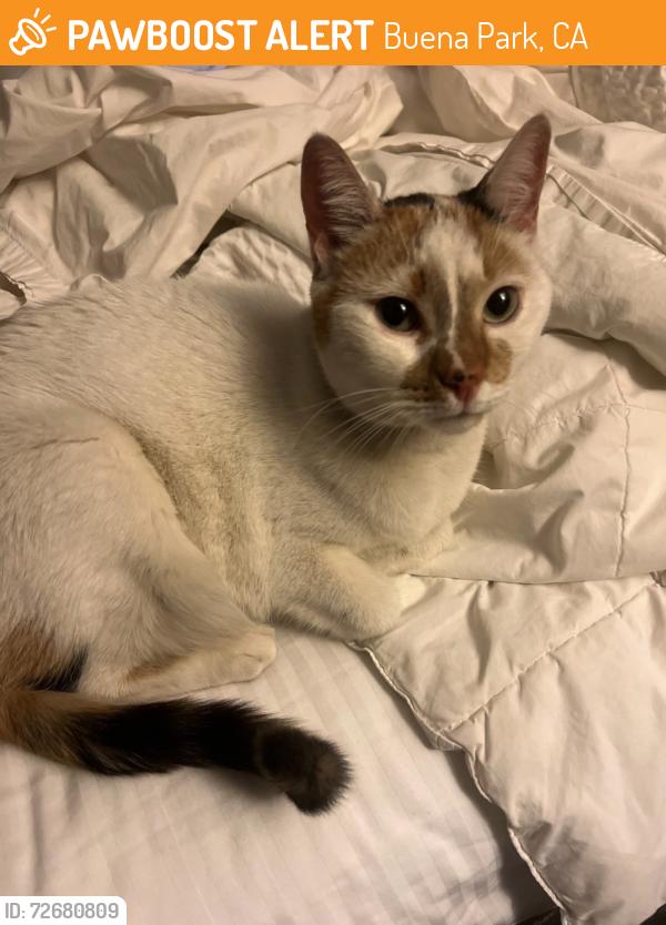 Found/Stray Female Cat last seen Orangethorpe & western, Buena Park, CA 90621