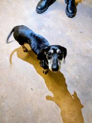 Found/Stray Unknown Dog last seen Vandament and Garth brooks, Yukon, OK 73099