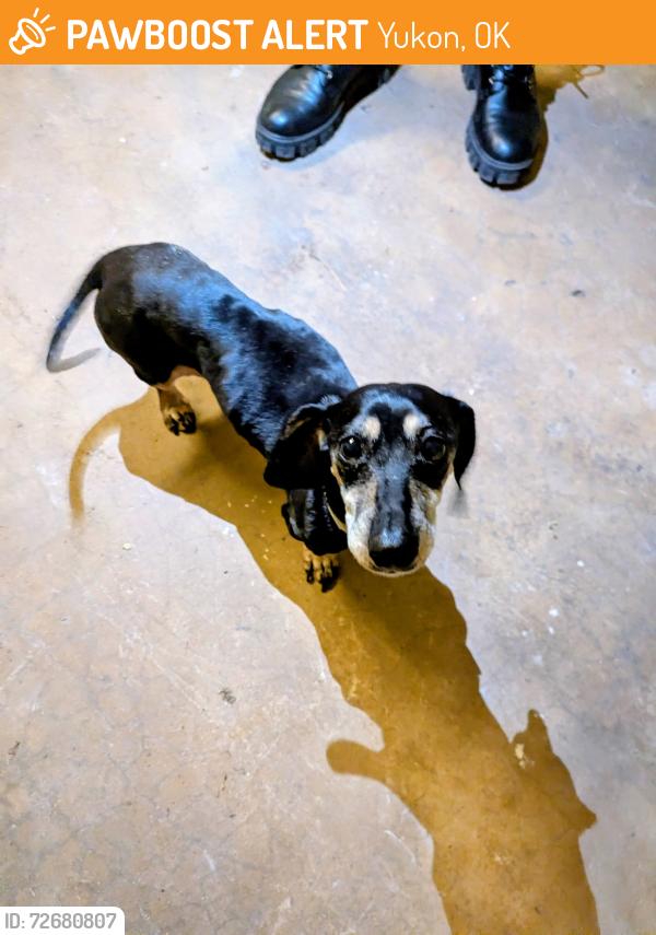 Found/Stray Unknown Dog last seen Vandament and Garth brooks, Yukon, OK 73099