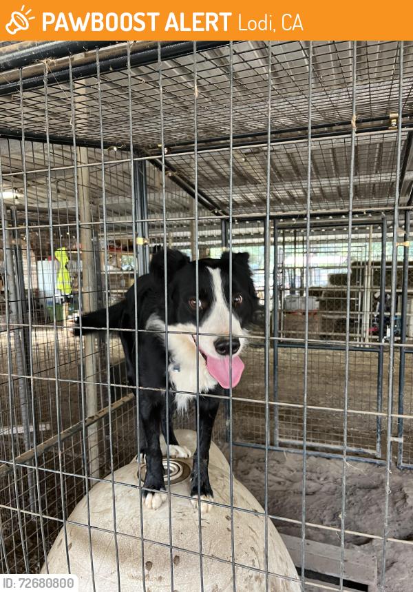 Found/Stray Male Dog last seen Near N Davis Rd, Lodi, CA 95242