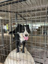 Found/Stray Male Dog last seen Near N Davis Rd, Lodi, CA 95242