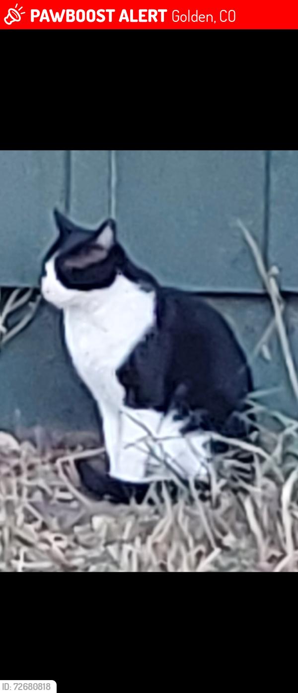 Lost Male Cat last seen 14th and Pike St, Golden, CO 80401