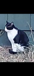 Lost Male Cat last seen 14th and Pike St, Golden, CO 80401