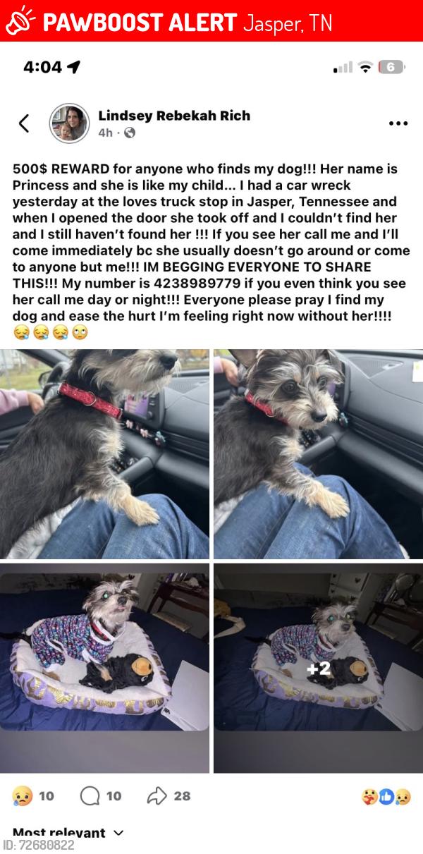 Lost Female Dog last seen Jasper tn , Jasper, TN 37347
