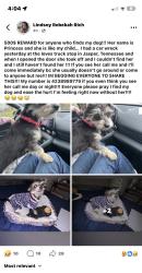 Lost Female Dog last seen Jasper tn , Jasper, TN 37347