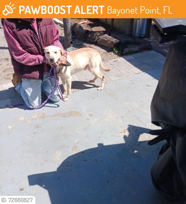 Found/Stray Male Dog last seen Zimmerman and Ironbark , Bayonet Point, FL 34668