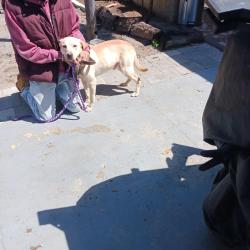 Found/Stray Male Dog last seen Zimmerman and Ironbark , Bayonet Point, FL 34668