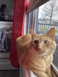 Lost Male Cat last seen Lincoln Memorial Gardens, Springfield, IL 62712