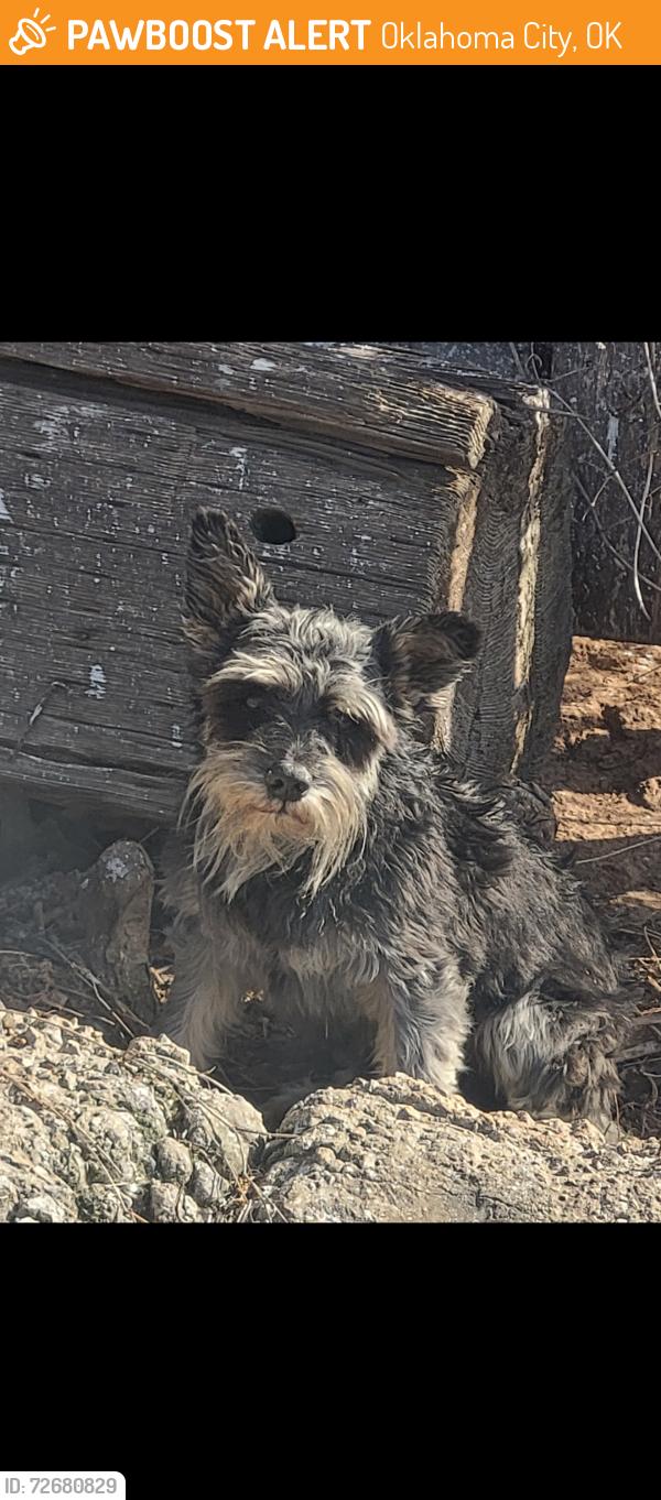 Found/Stray Male Dog last seen MacArthur and Hefner , Oklahoma City, OK 73162