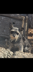 Found/Stray Male Dog last seen MacArthur and Hefner , Oklahoma City, OK 73162