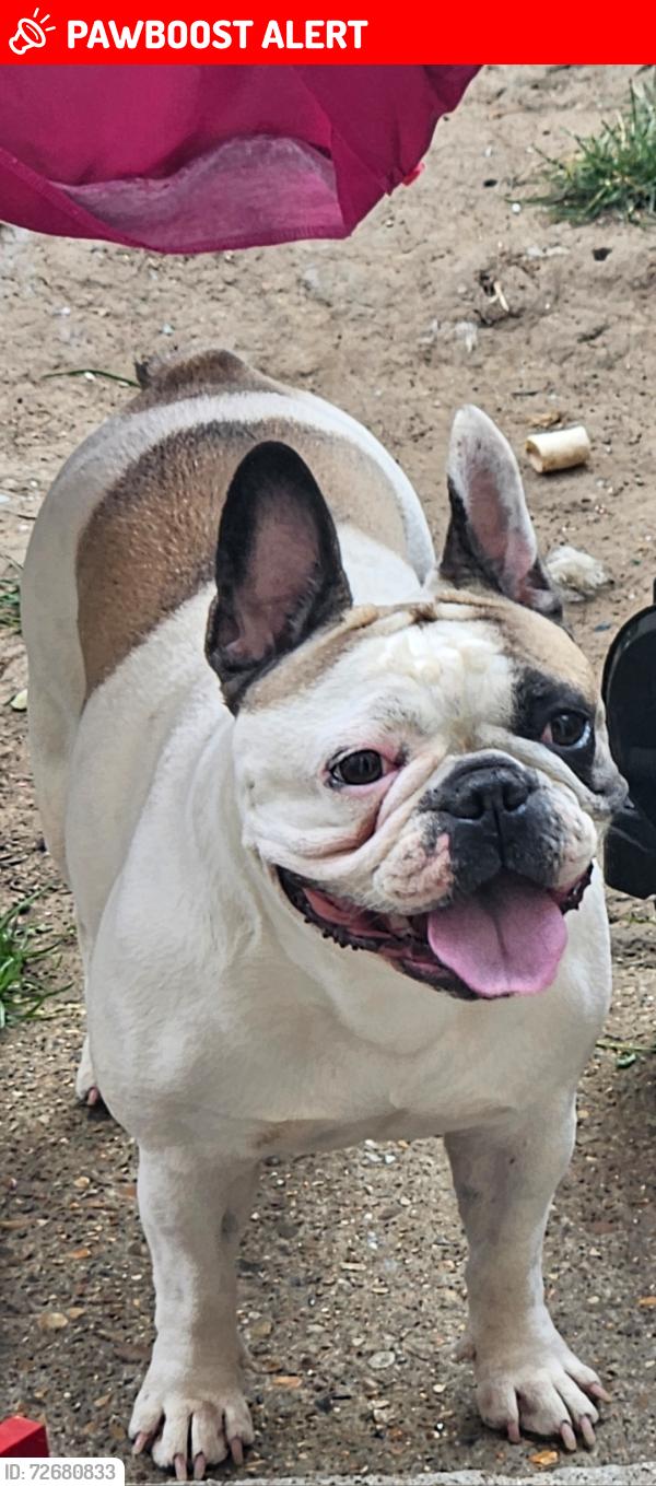 Lost Female Dog last seen Sheppey road, Greater London, England RM9
