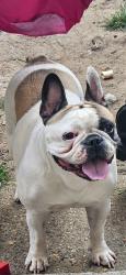Lost Female Dog last seen Sheppey road, Greater London, England RM9