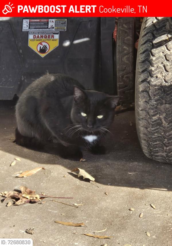 Lost Male Cat last seen Bunker hill road, Cookeville, TN 38506