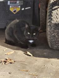 Lost Male Cat last seen Bunker hill road, Cookeville, TN 38506