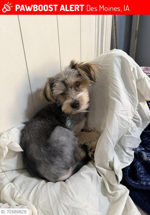 Lost Female Dog last seen Near Drake university , Des Moines, IA 50311