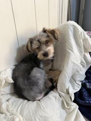Lost Female Dog last seen Near Drake university , Des Moines, IA 50311