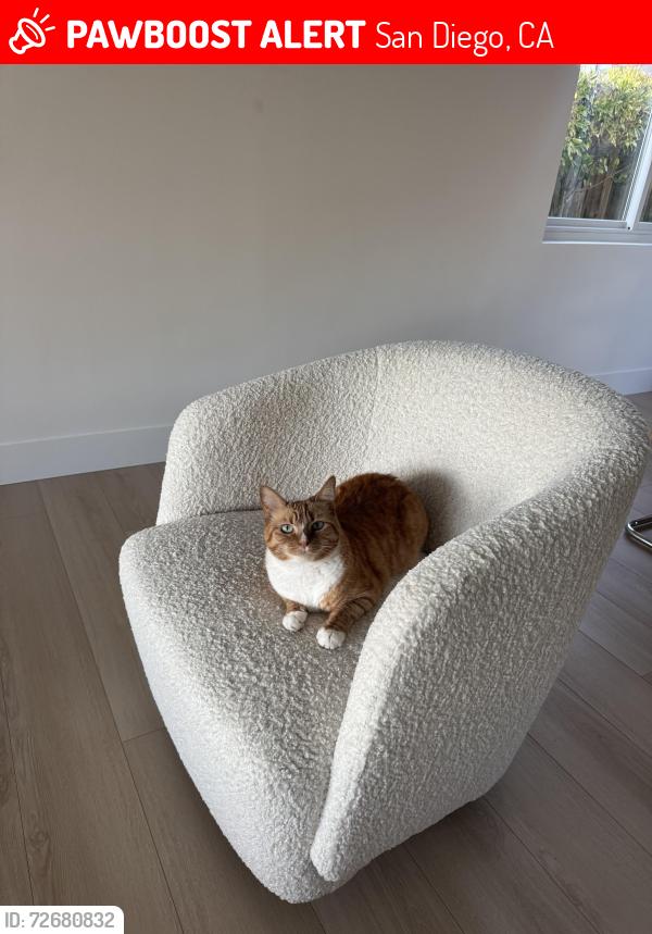 Lost Male Cat last seen Loring & Pacifica, San Diego, CA 92109