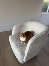 Lost Male Cat last seen Loring & Pacifica, San Diego, CA 92109
