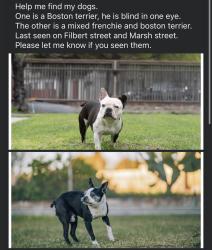 Lost Male Dog last seen Filbert Street, Stockton, CA 95205