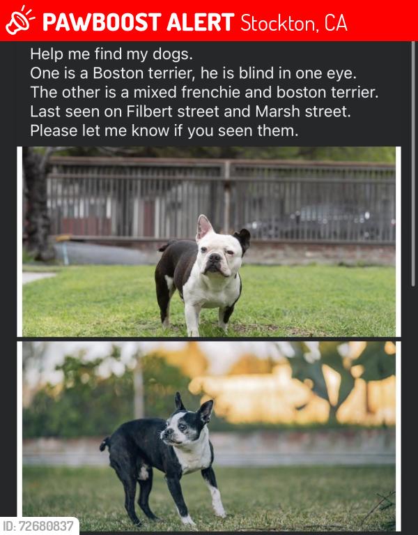 Lost Male Dog last seen Filbert Street, Stockton, CA 95205