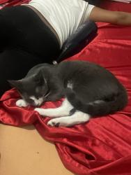 Lost Male Cat last seen 302bradfordst , Brooklyn, NY 11207