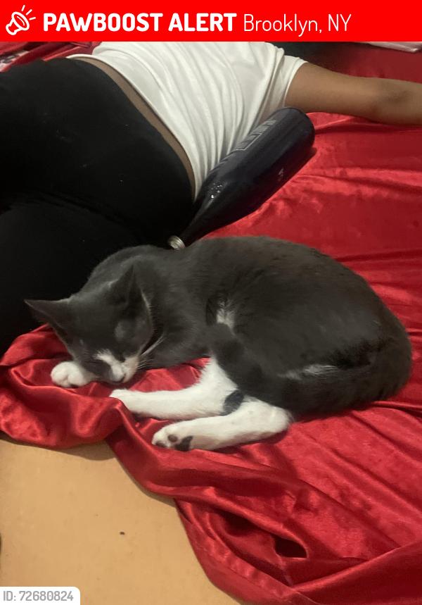 Lost Male Cat last seen 302bradfordst , Brooklyn, NY 11207