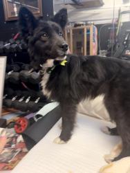 Found/Stray Female Dog last seen North Ventura, Ventura, CA 93001