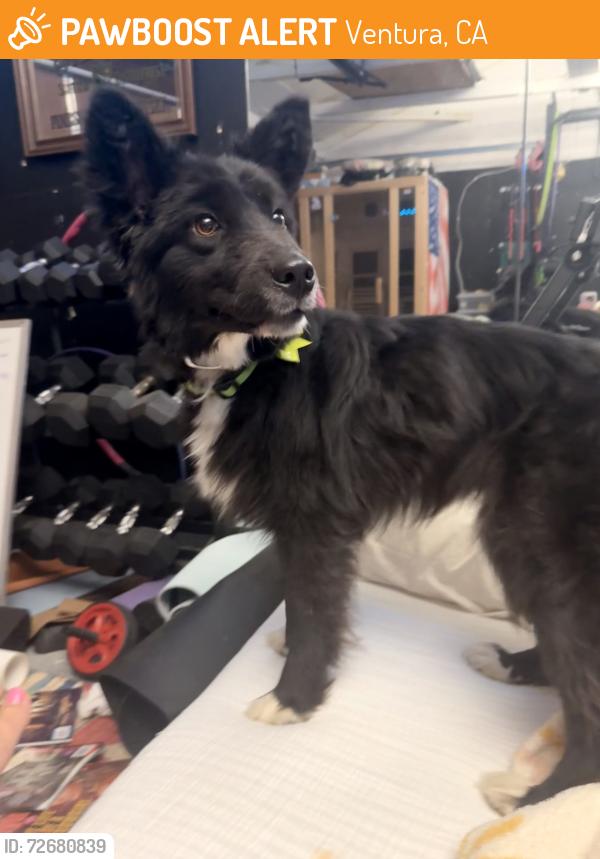 Found/Stray Female Dog last seen North Ventura, Ventura, CA 93001