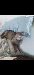 Lost Male Cat last seen 193rd and 3rd, Tulsa, OK 74108
