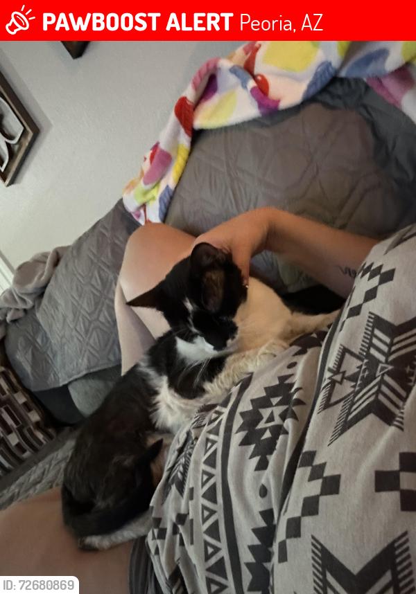 Lost Male Cat last seen 83rd Ave Thunderbird, Peoria, AZ 85381