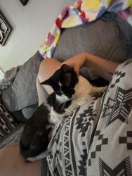 Lost Male Cat last seen 83rd Ave Thunderbird, Peoria, AZ 85381