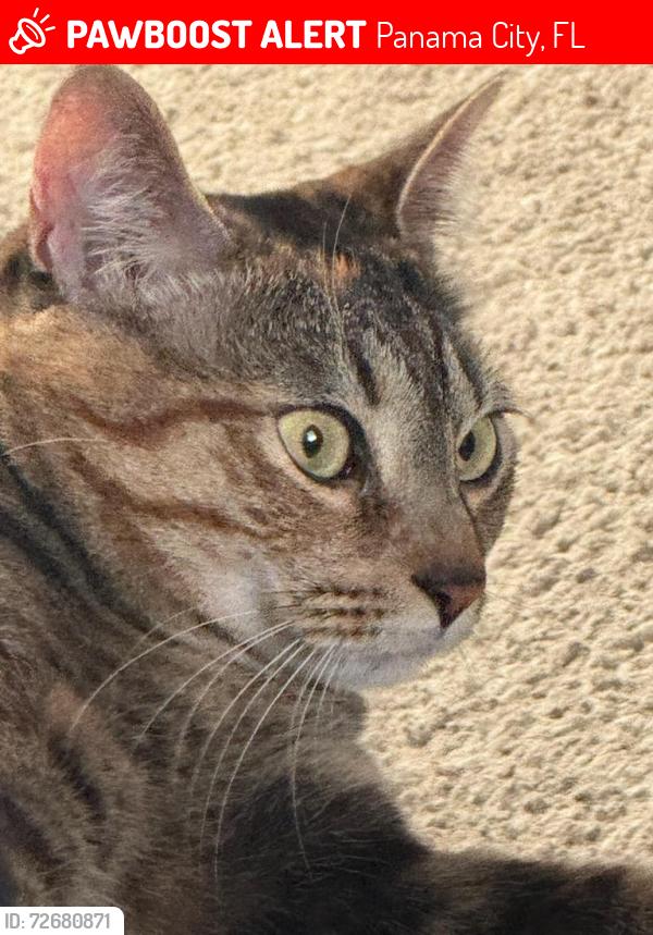 Lost Female Cat last seen 12th Street, Panama City, FL 32401