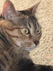 Lost Female Cat last seen 12th Street, Panama City, FL 32401